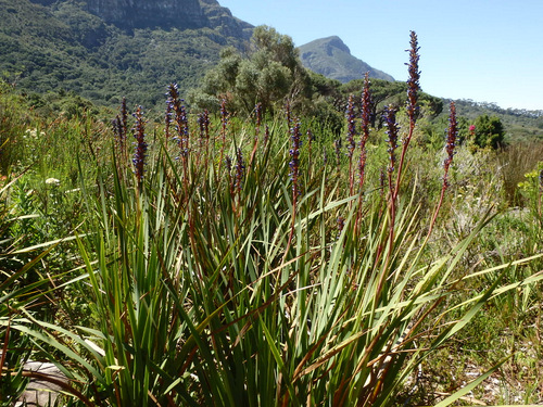 Kirstenbosch National Botanical Garden.